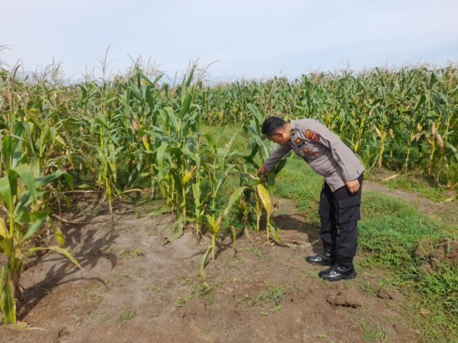 
 Dukung Ketahanan Pangan, Polsek Lima Puluh Gerakkan Warga Menanam Jagung