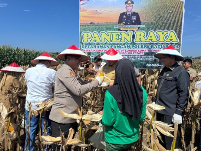 
 Polri Dukung Ketahanan Pangan, Polres Batubara Bersama PT PP Lonsum Panen Jagung