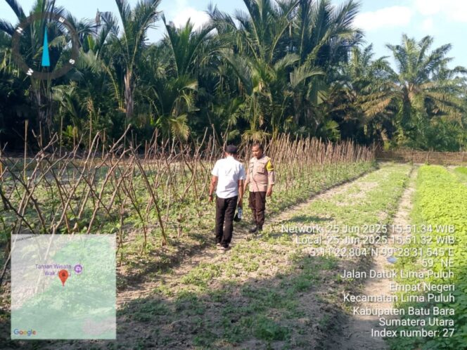 
 Dukung Ketahanan Pangan, Bhabinkamtibmas Polsek Lima Puluh Cek Lahan Warga