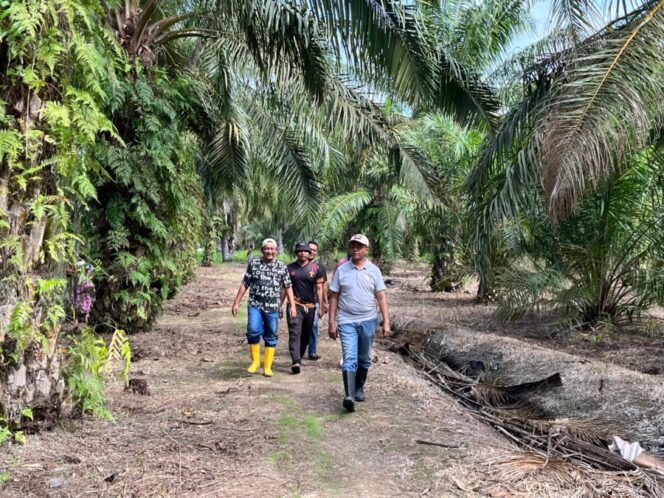 
 Kalapas Labuhan Ruku Tinjau Lahan untuk Program Kelapa Hibrida