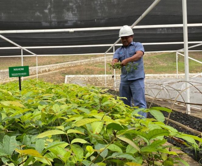 
 INALUM dan PJT I Perkuat Konservasi Danau Toba Lewat Penanaman Pohon dan Pembibitan Modern
