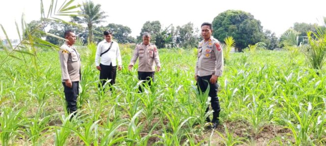 
 Kapolsek Indrapura Cek Lahan Jagung Binaan Kapolres Batu Bara, Dukung Program Ketahanan Pangan