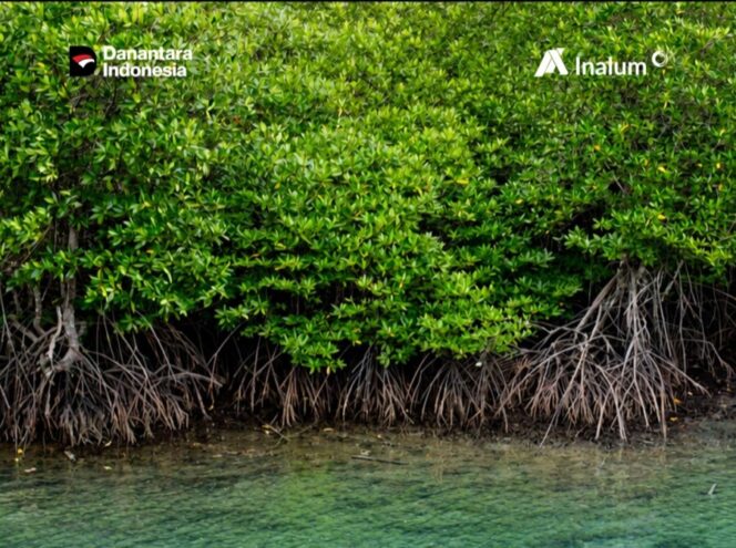 
 Menanam Harapan dari Pesisir: INALUM Perkuat Kolaborasi Pelestarian Mangrove