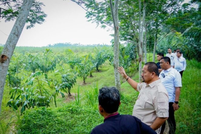 
 Bupati Baharuddin Akan Siapkan Pengembangan Komoditas Aren di Batu Bara